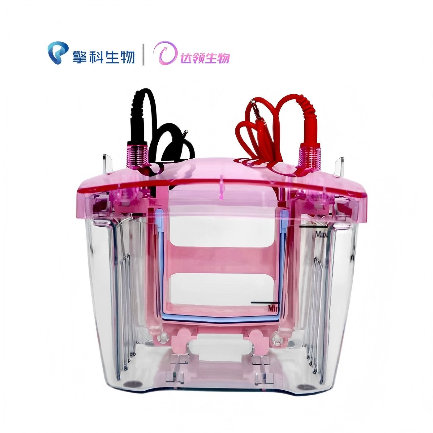 迷你垂直电泳仪