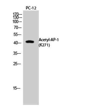 AP-1 (Acetyl Lys271) rabbit pA