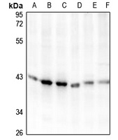 Carboxypeptidase O Antibody抗体，