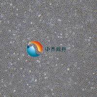 大鼠主动脉内皮细胞永生化