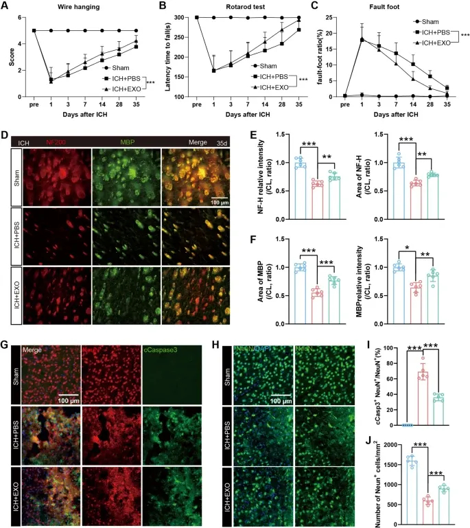 免疫荧光分析 免疫荧光分析