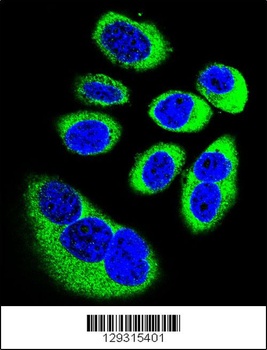 GOT1L1 Antibody抗体，orb1269973，b