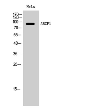ABCF1 rabbit pAb抗体，orb768161，b
