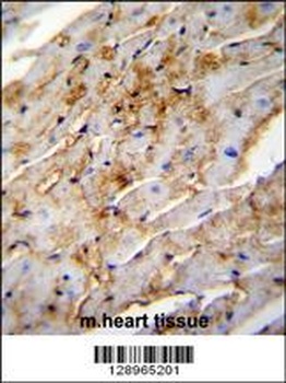 ALDH1L2 Antibody抗体，orb1270253，