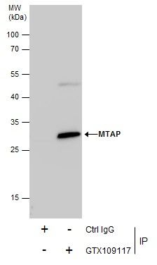 MTAP antibody [N1C3]抗体，orb5565