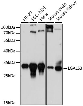 LGALS3 Antibody, KO Validated抗