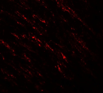 B-raf Antibody抗体，orb1239042，bi