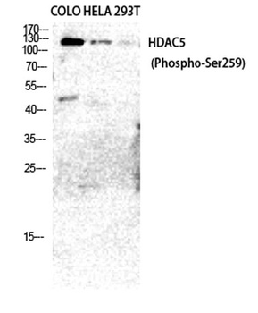 HDAC5/9 (phospho Ser259/220) r