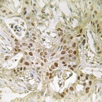 MED21 Antibody抗体，orb665553，bio