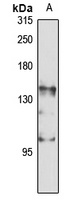 DNA Polymerase gamma 1 Antibod