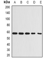Beclin-1 Antibody抗体，orb377950，