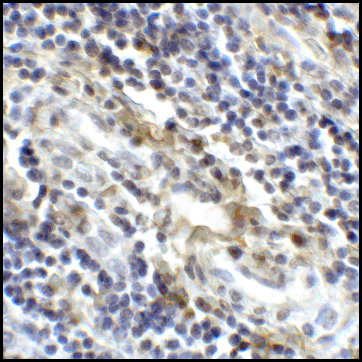 CD80 Antibody [10A1]抗体，orb1239