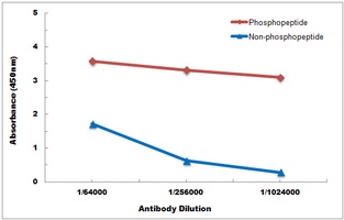 LCK (Phospho-Y393) Antibody抗体,