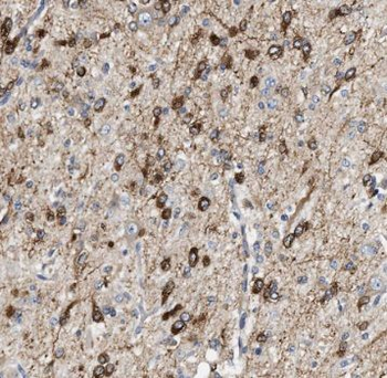 TFAP4 Antibody抗体，orb631834，bio