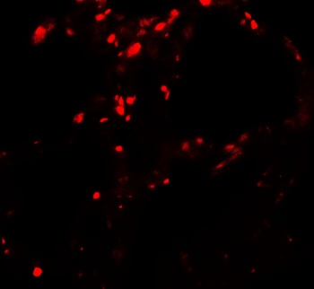 BAMBI Antibody抗体，orb1240142，bi