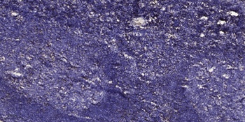 ET-1 rabbit pAb抗体，orb766752，bi