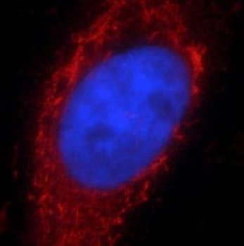 PTPN6 Antibody抗体，orb631175，bio