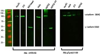 PI 3-kinase p85α/γ rabbit pAb抗