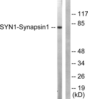 Synapsin I rabbit pAb抗体,orb770