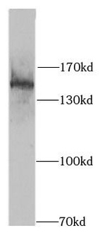 SIN3A Antibody抗体，orb631191，bio