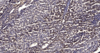 ANT3 rabbit pAb抗体，orb764535，bi