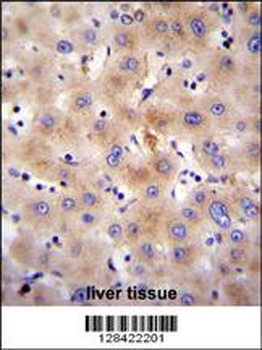 FBXO47 Antibody抗体，orb1270222，b