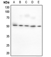 BAF53A Antibody [KO/KD Validat