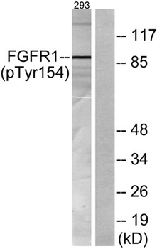 Flg (phospho Tyr154) rabbit pA