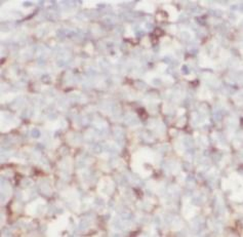 CD80 Antibody抗体，orb632887，bior