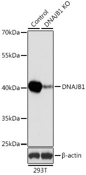 DNAJB1 Antibody, KO Validated抗