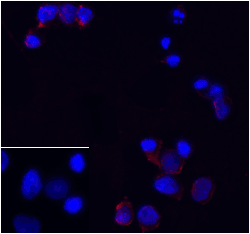 PD1 Antibody [8A4]抗体，orb123976