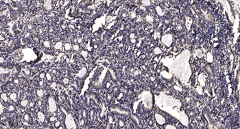 GK1/3 rabbit pAb抗体,orb765304,b