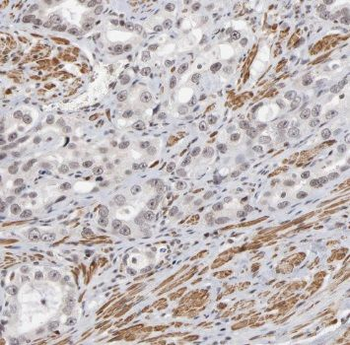 TRIM24 Antibody抗体，orb632138，bi