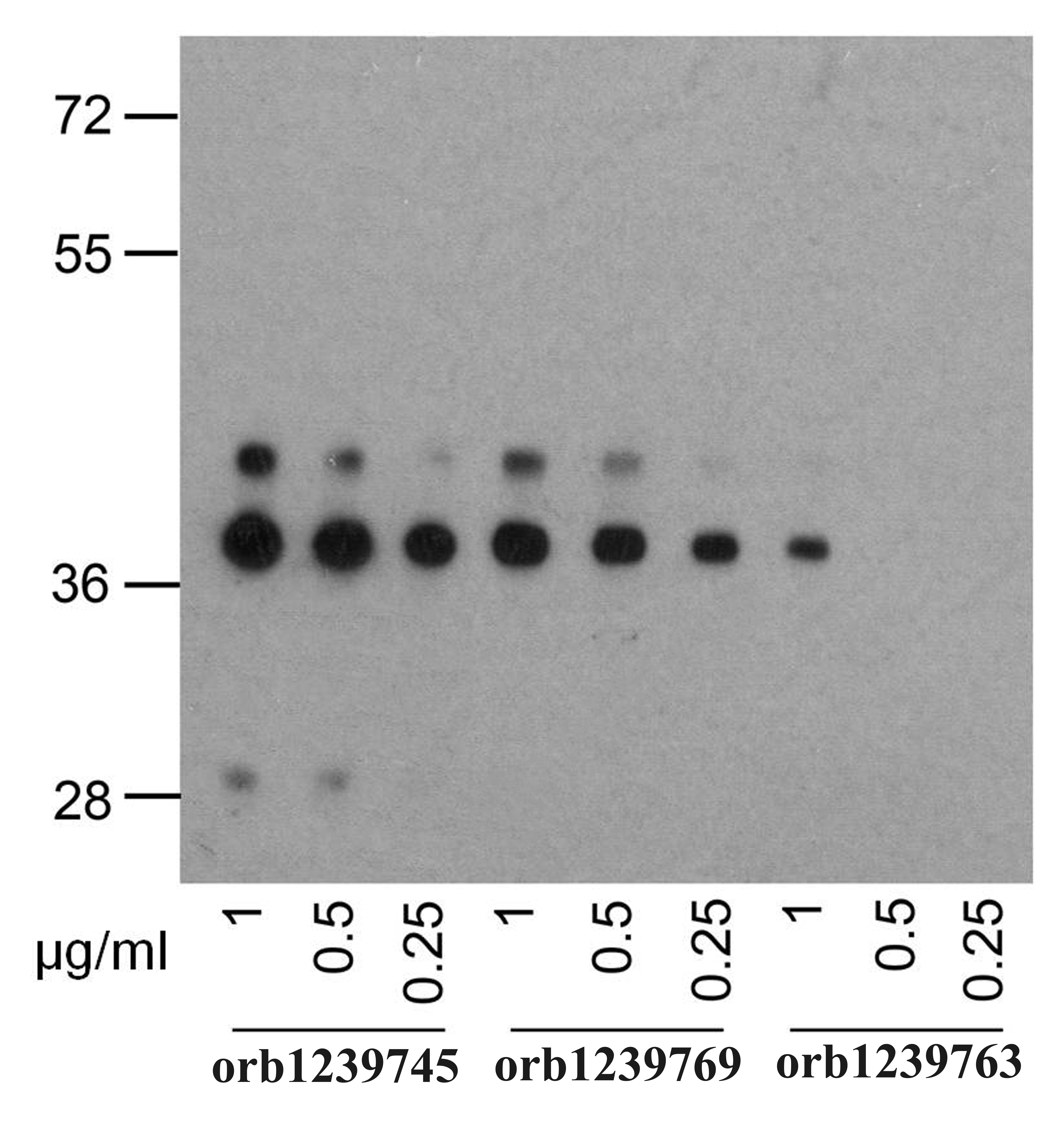 PD1 Antibody [7H6]抗体，orb123976