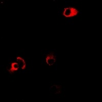 GPR109A Antibody抗体，orb665817，b