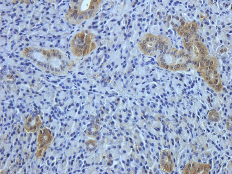 IL4 antibody抗体，orb318727，biorb