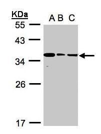 BPGM antibody [N1C3]抗体，orb5564