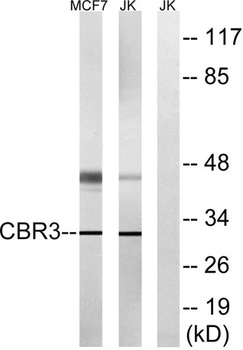 Carbonyl Reductase 3 rabbit pA