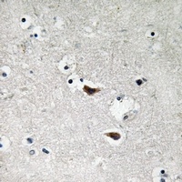 c-SRC Antibody抗体，orb665721，bio