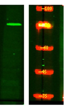 NUFP2 rabbit pAb抗体，orb773470，b