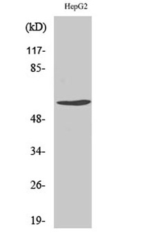 Cyclin B1 (phospho Ser126) rab