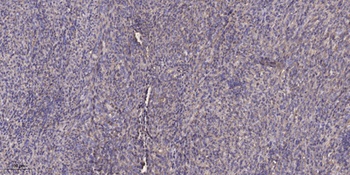 SHIP-1 rabbit pAb抗体，orb768781，