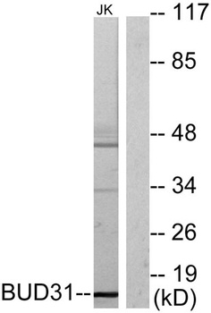 BUD31 rabbit pAb抗体，orb764677，b