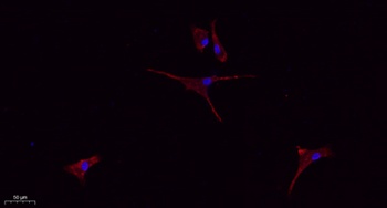 CD9 rabbit pAb抗体，orb764794，bio