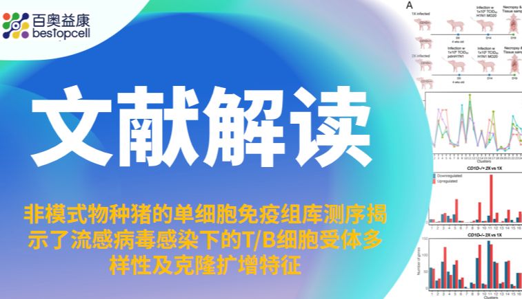 文献解读 | 非模式物种猪的单细胞免疫组库测序揭示了流感病毒感染下的T/B细胞受体多样性及克隆扩增特征