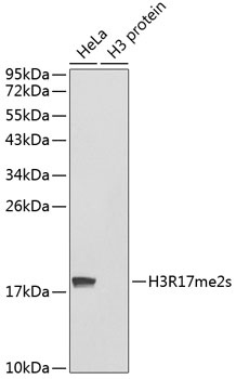Symmetric DiMethyl-Histone H3-