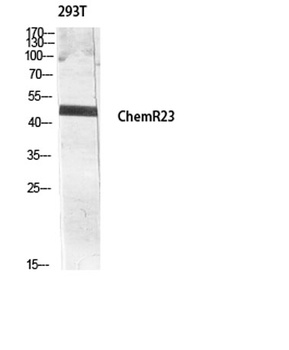 ChemR23 rabbit pAb抗体，orb764844