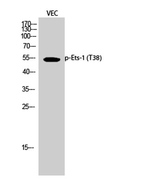 Ets-1 (phospho Thr38) rabbit p