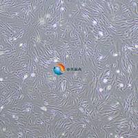 小鼠肺小动脉平滑肌细胞永生化