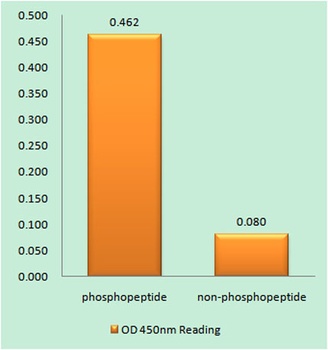 Caspase-9 (phospho Tyr153) rab